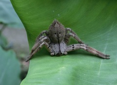Heteropoda pingtungensis