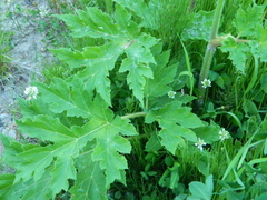 Heracleum dissectum
