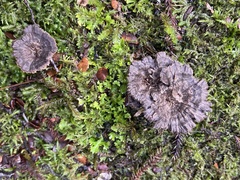 Phellodon maliensis