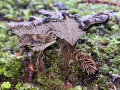 Phellodon maliensis