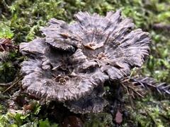 Phellodon maliensis