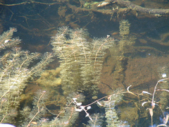 Myriophyllum robustum