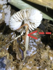 Argonemertes dendyi