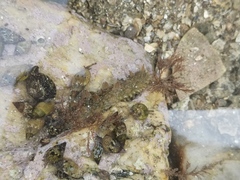 Apostichopus japonicus