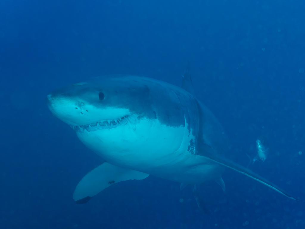 Great white shark (Carcharodon carcharias) — Lamnidae