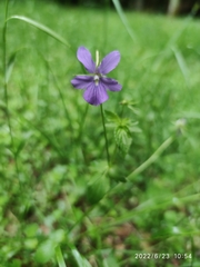 Viola cornuta