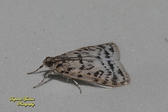 Lepidoptera