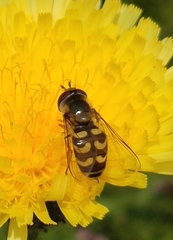 Lapposyrphus