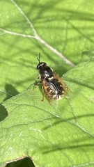 Stratiomys singularior