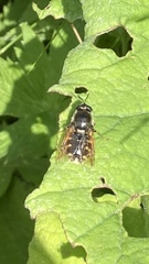 Stratiomys singularior