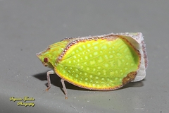 Salurnis marginella