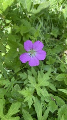 Geranium pylzowianum