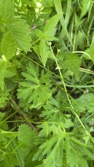 Geranium pylzowianum