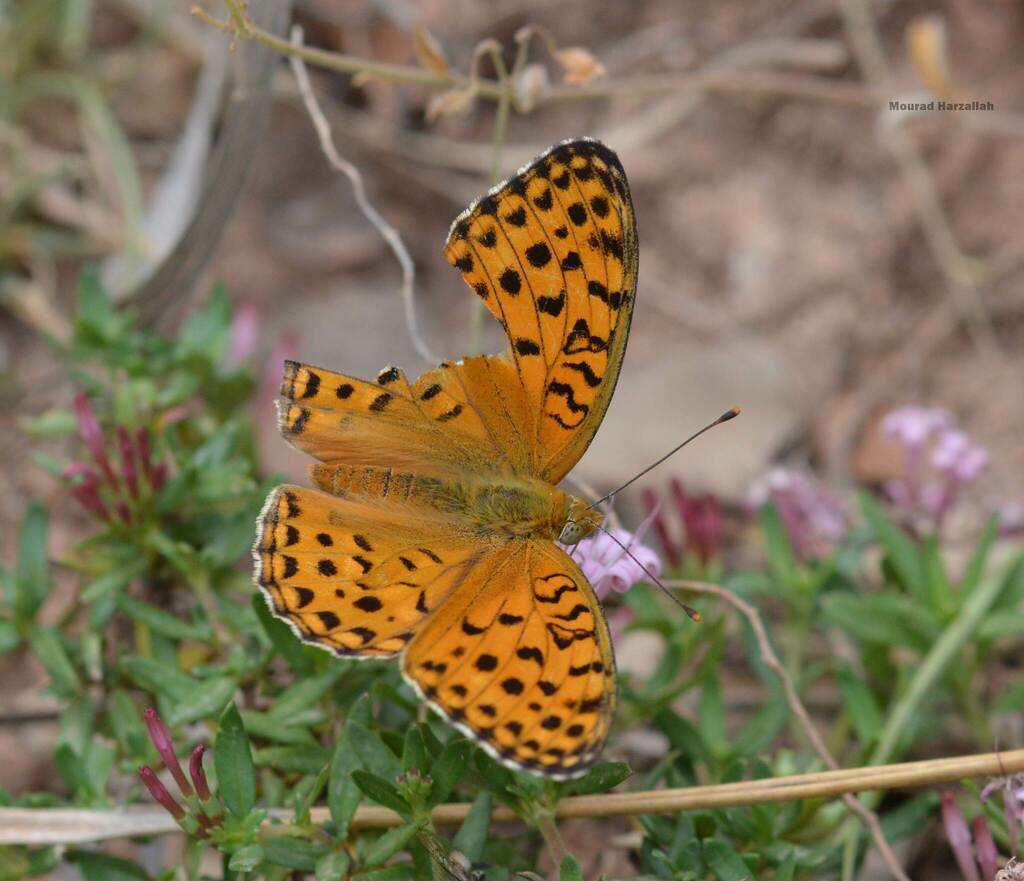 Argynnis auresiana