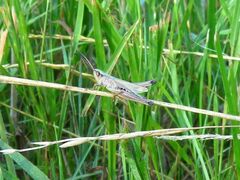 Pseudochorthippus parallelus