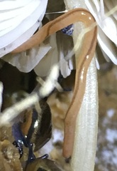 Argonemertes dendyi