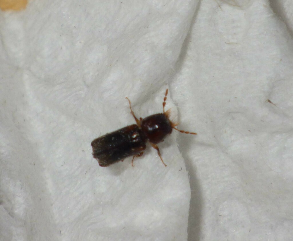 Scobicia chevrieri