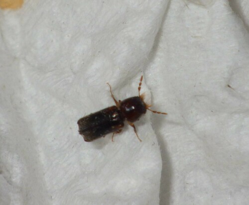 Scobicia chevrieri