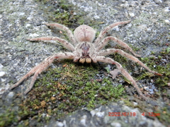 Heteropoda pingtungensis