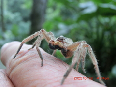Heteropoda pingtungensis