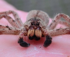 Heteropoda pingtungensis