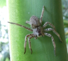 Heteropoda pingtungensis