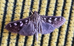 Lepidoptera