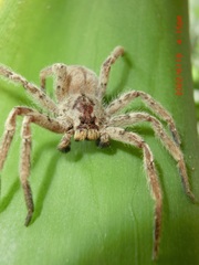 Heteropoda pingtungensis