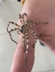 Eusparassus walckenaeri