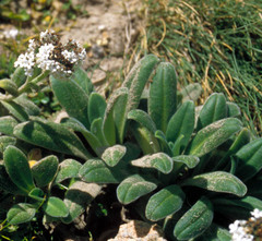 Myosotis rakiura