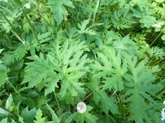 Heracleum sphondylium sibiricum