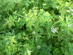 Heracleum sphondylium sibiricum