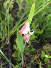 Cleistesiopsis oricamporum