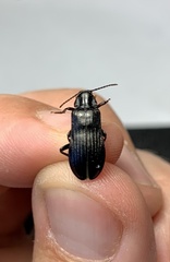 Melandrya dubia