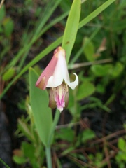 Cleistesiopsis oricamporum