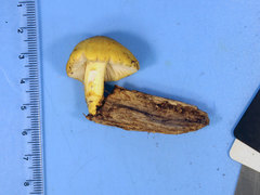 Pluteus mammillatus