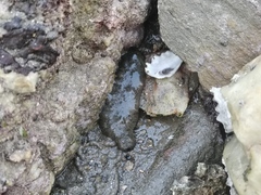 Apostichopus japonicus