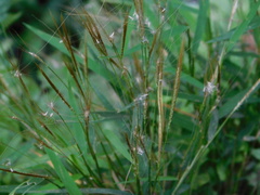Pogonatherum crinitum