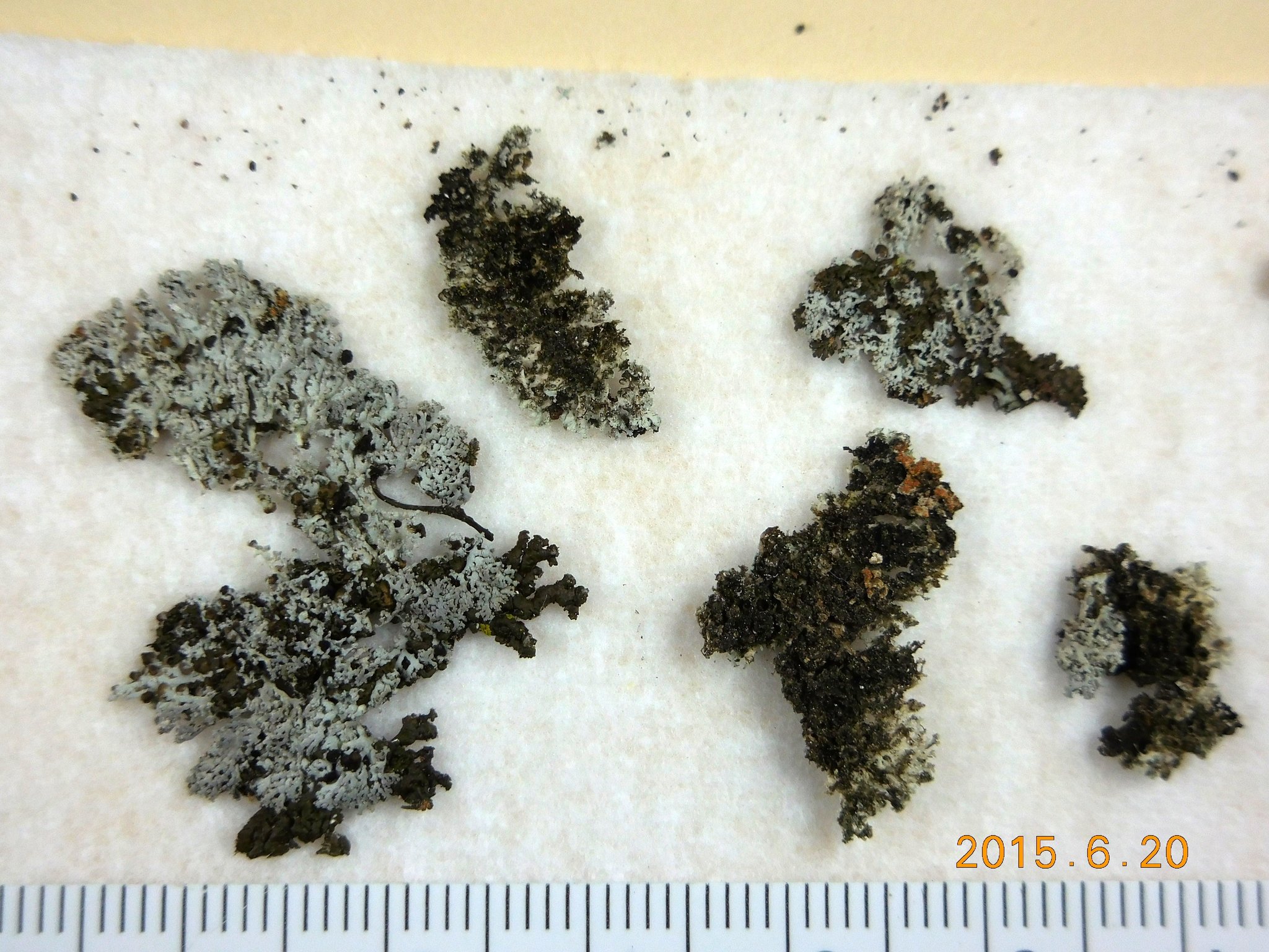Physcia subtilis image