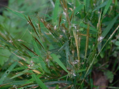 Pogonatherum crinitum