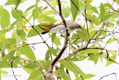Conopophila albogularis