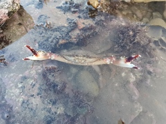 Charybdis japonica