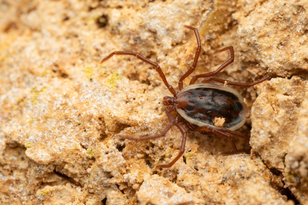 long-legged bat tick