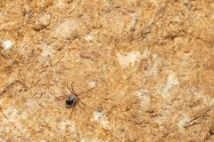 Ixodes vespertilionis