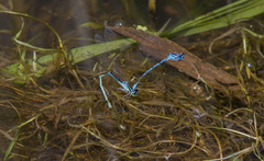 Coenagrion puella