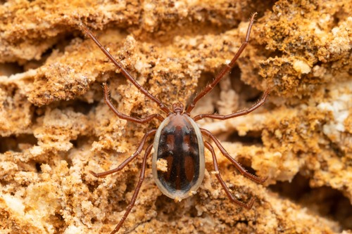 Representative image of Ixodes vespertilionis