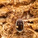 Long-legged Bat Tick - Photo (c) Martin Galli, some rights reserved (CC BY-NC), uploaded by Martin Galli