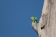 Psittacula krameri krameri