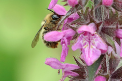 Anthophora furcata
