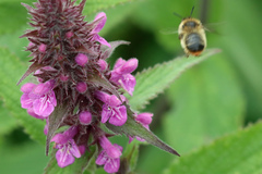 Anthophora furcata